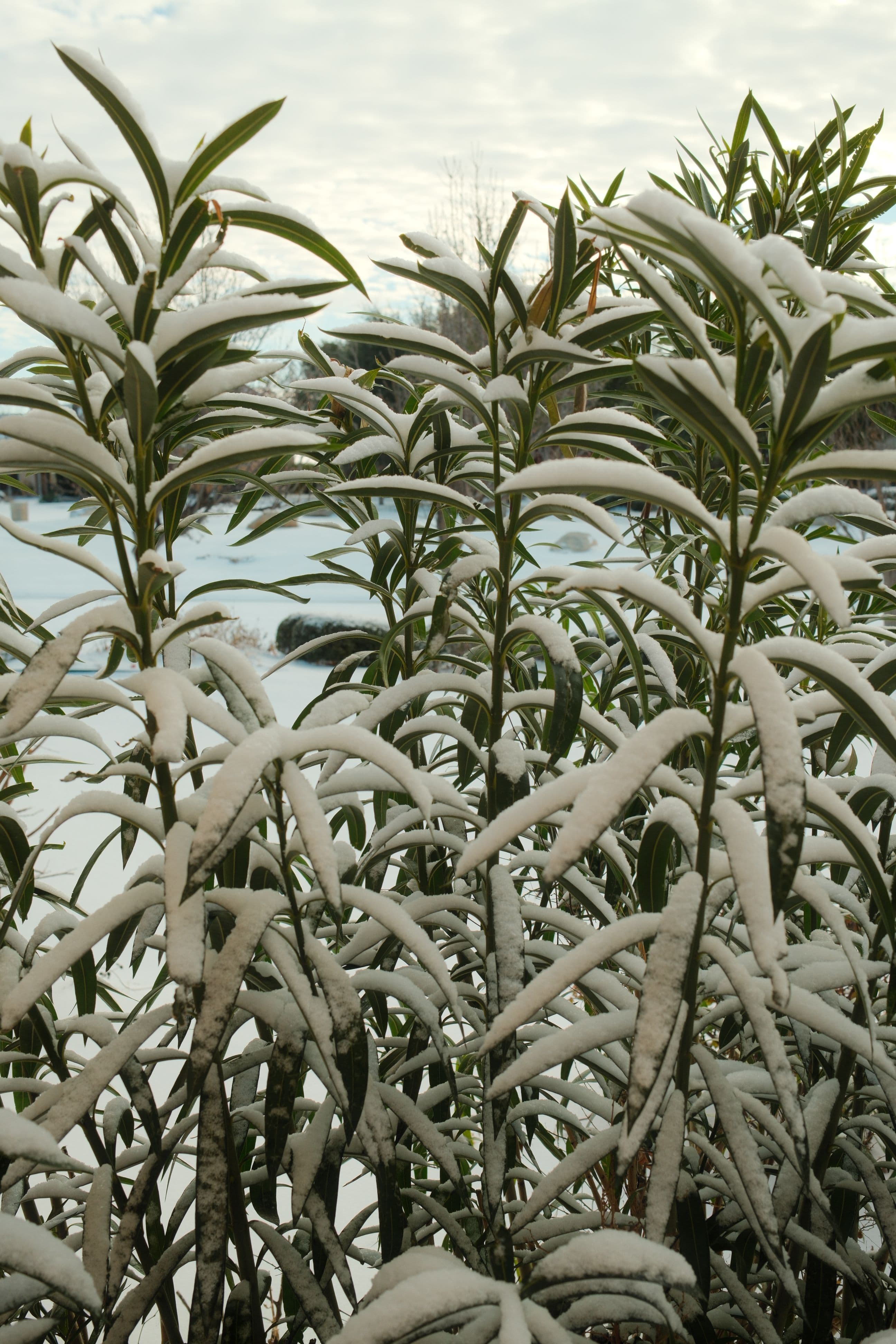 Snow resting on winter foliage after an overnight storm